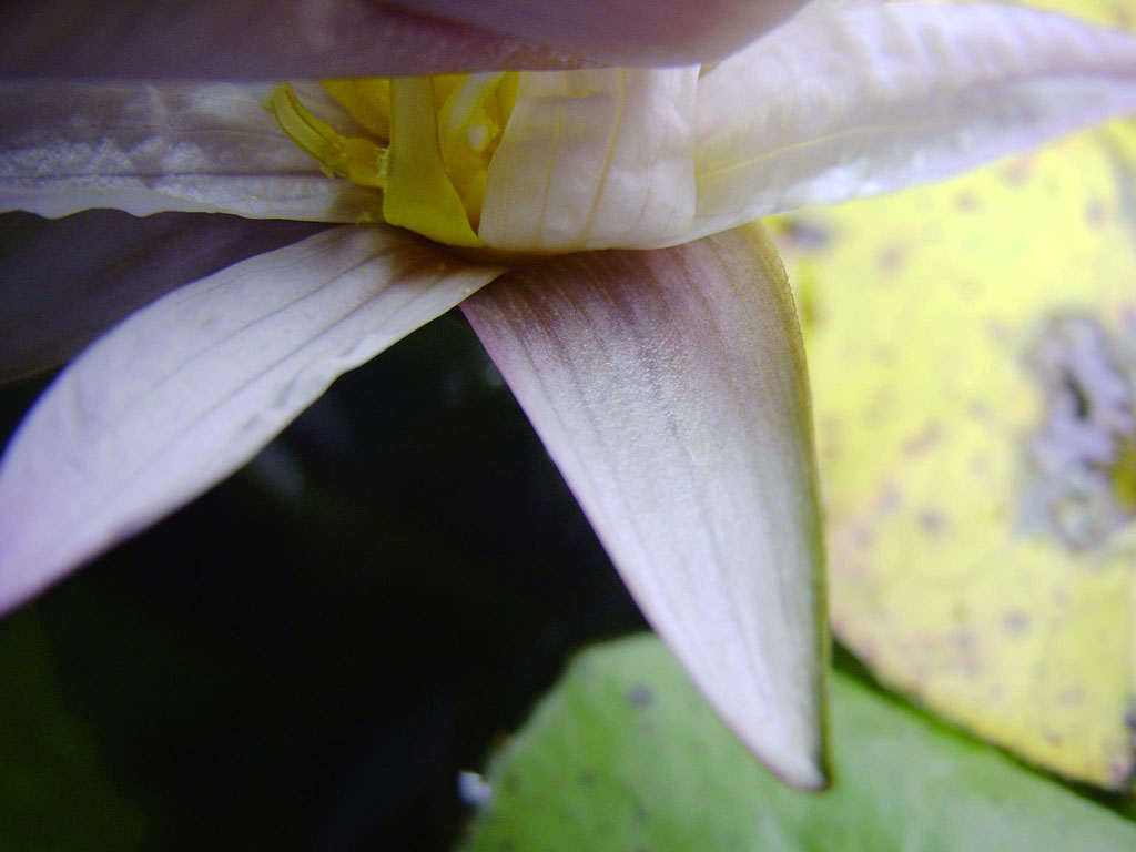 Nymphaea minuta Feb 04 05 aquarium Image012